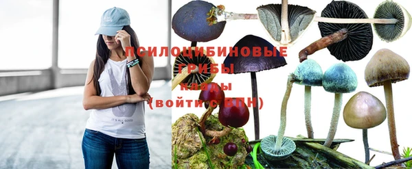 mdpv Елизово